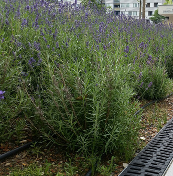 ACO Referenz DC Living: Multiline V 100 mit Compositrost schwarz