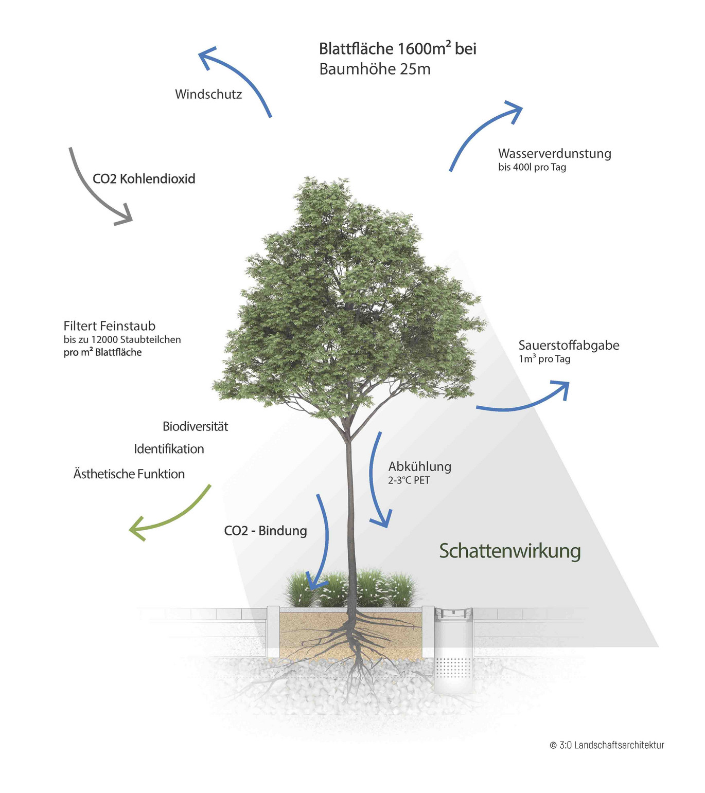 ACO News Schwammstadt Leistungen Baum